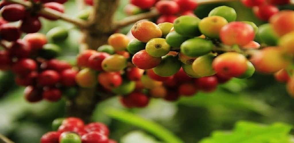 peluang usaha agrobisnis