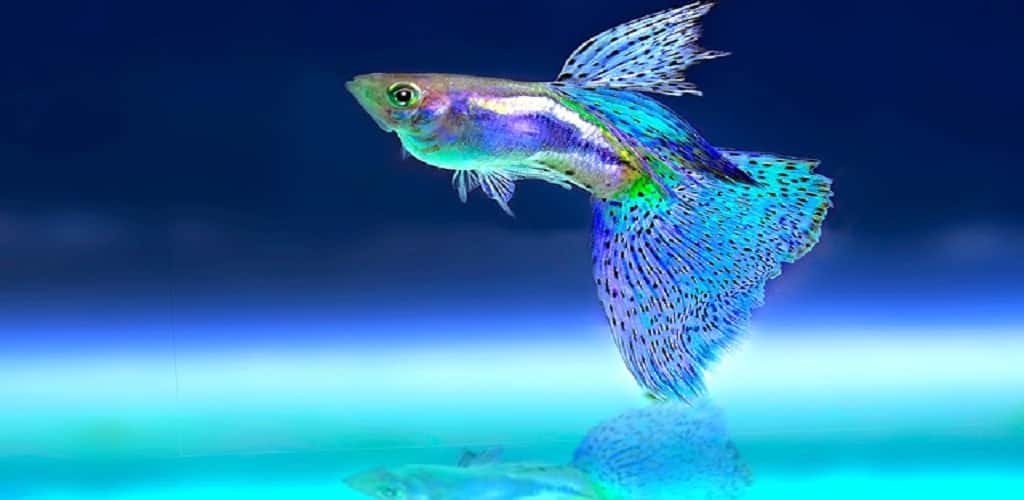 usaha ikan hias
