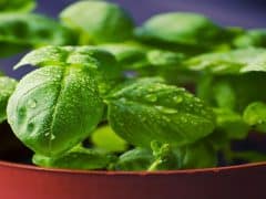 Cara Menanam Sayur Organik