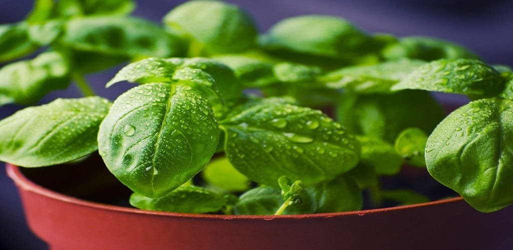 Cara Menanam Sayur Organik