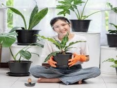 cara merawat tanaman hias