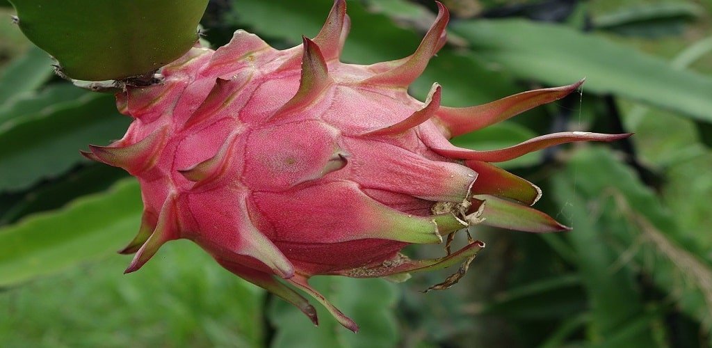 Cara Tanam Buah Naga