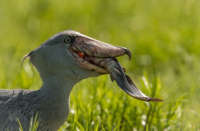 Shoebill