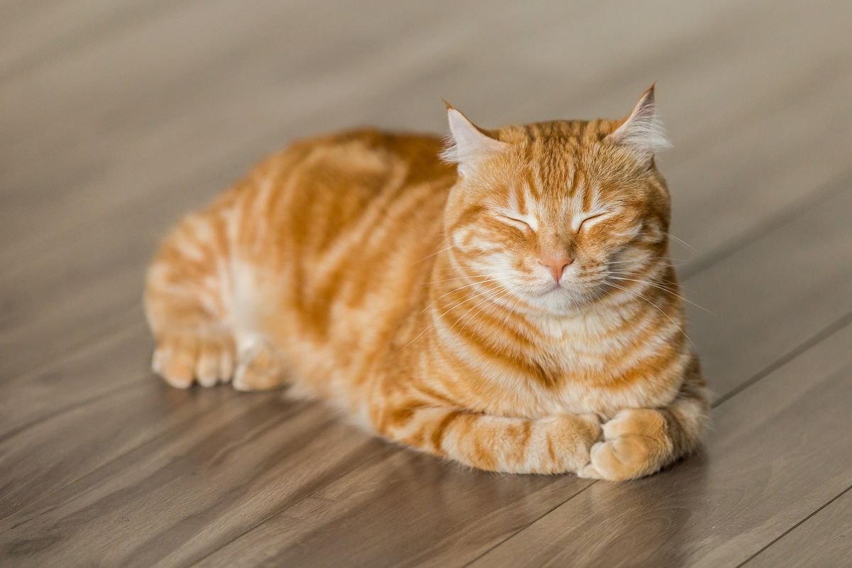 Rahasia Di Balik Warna Oranye Pada Bulu Kucing