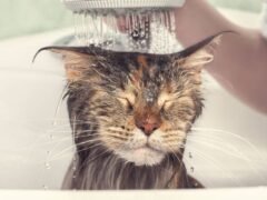 Cara Memandikan Kucing dengan Benar agar Tidak Stres