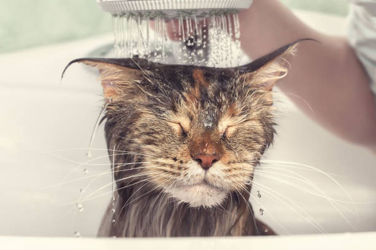 Cara Memandikan Kucing dengan Benar agar Tidak Stres