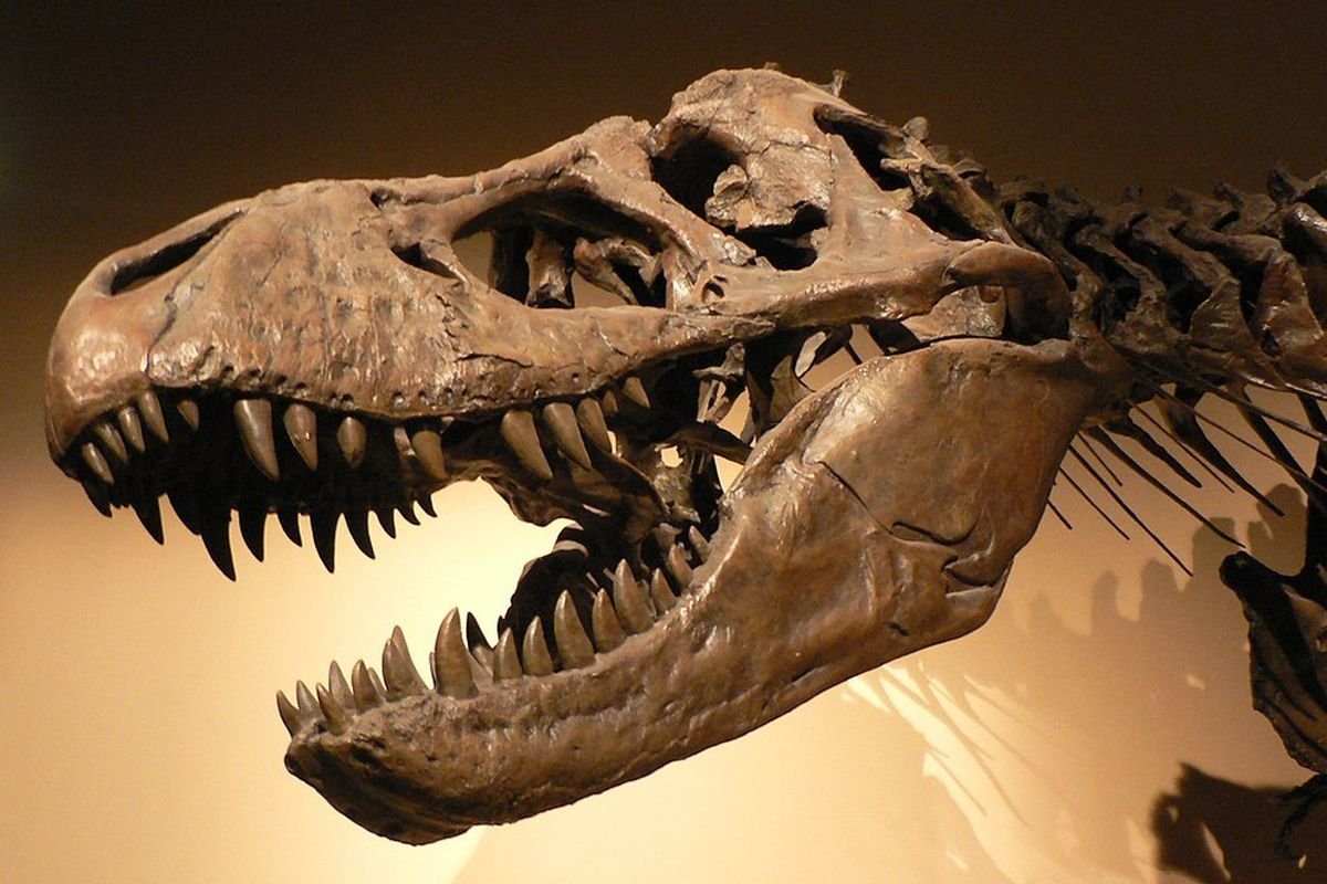 Apa Benar Ayam Keturunan Dinosaurus? Ini Fakta Ilmiahnya!