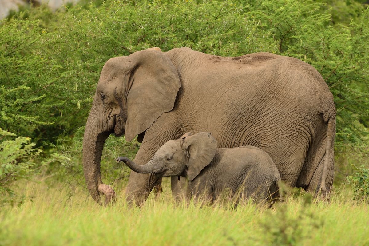 Apakah Gajah Merupakan Ibu yang Baik? Ini 8 Faktanya yang Mengharukan