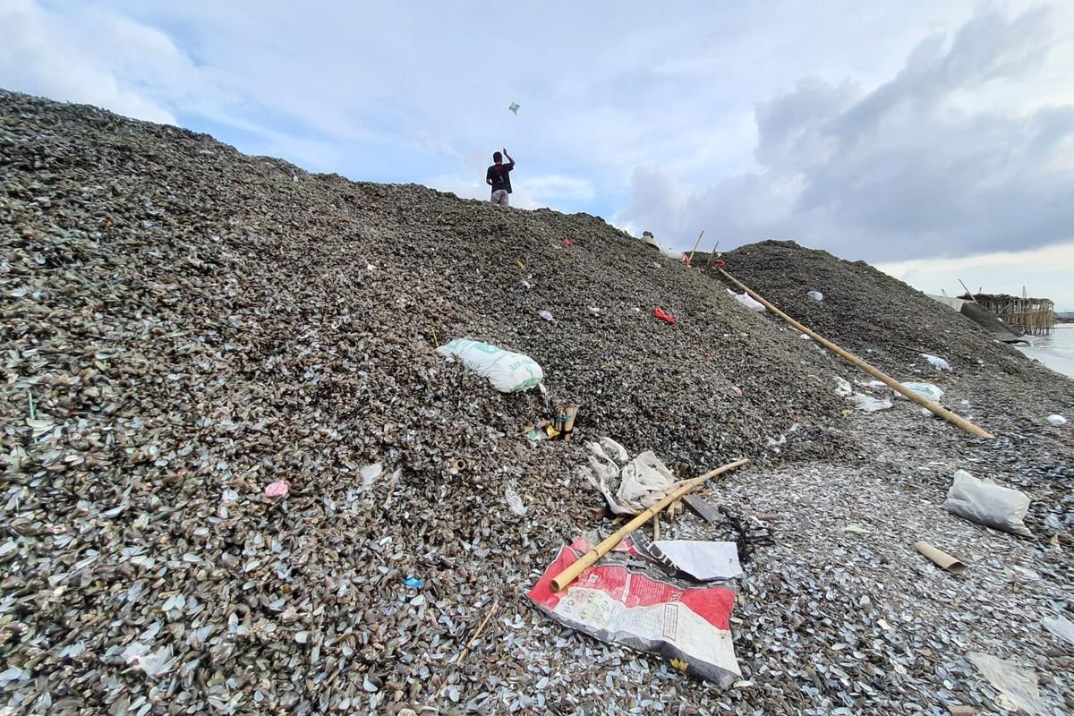 Darurat Limbah Kulit Kerang di Cilincing: Menggunung 5 Meter