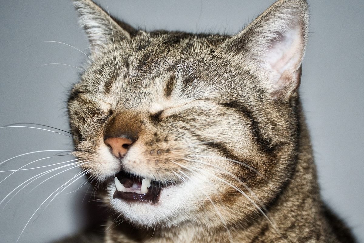 Kenapa Kucing Sering Bersin? Ini Penjelasan dan Cara Mengatasinya