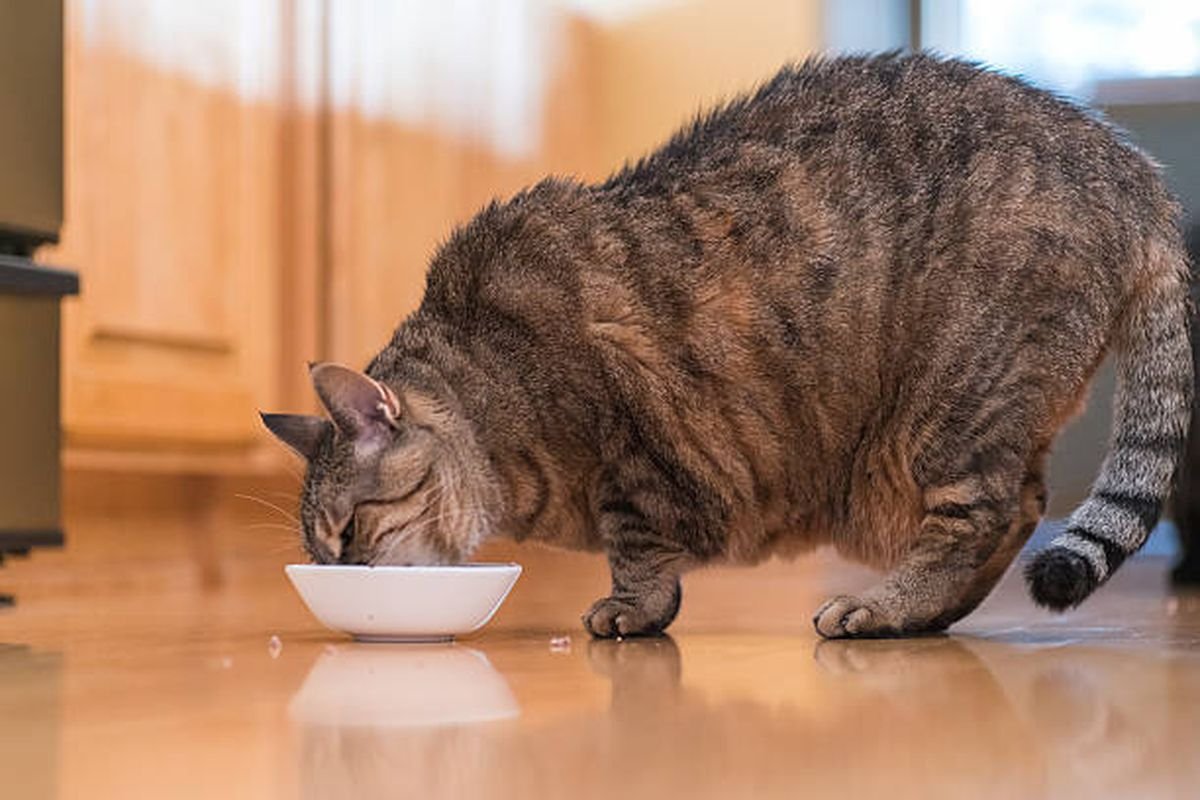 7 Penyebab Kucing Tidak Mau Makan dan Cara Mengatasinya