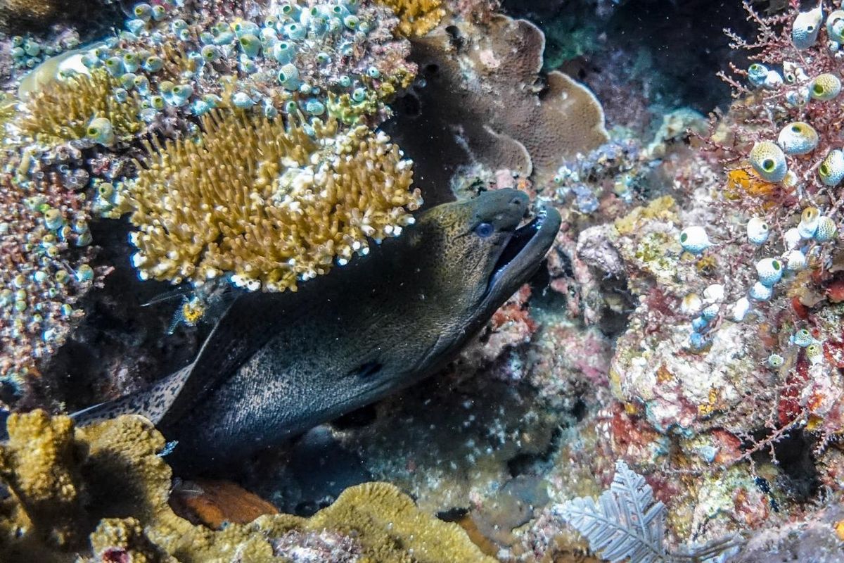 Greenpeace Ungkap Kerusakan Lingkungan di Raja Ampat Akibat Tambang Nikel: Terumbu Karang Mati