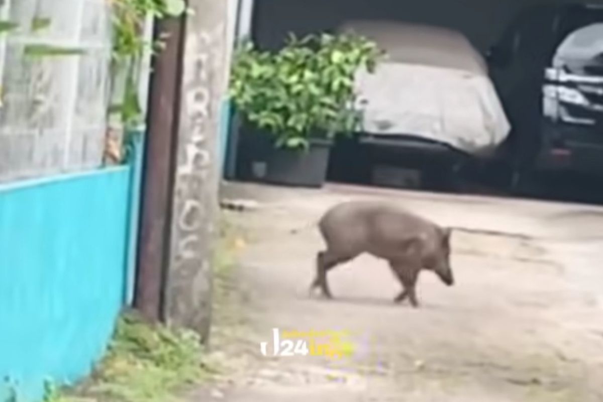 Babi Hutan Berkeliaran di Pejaten