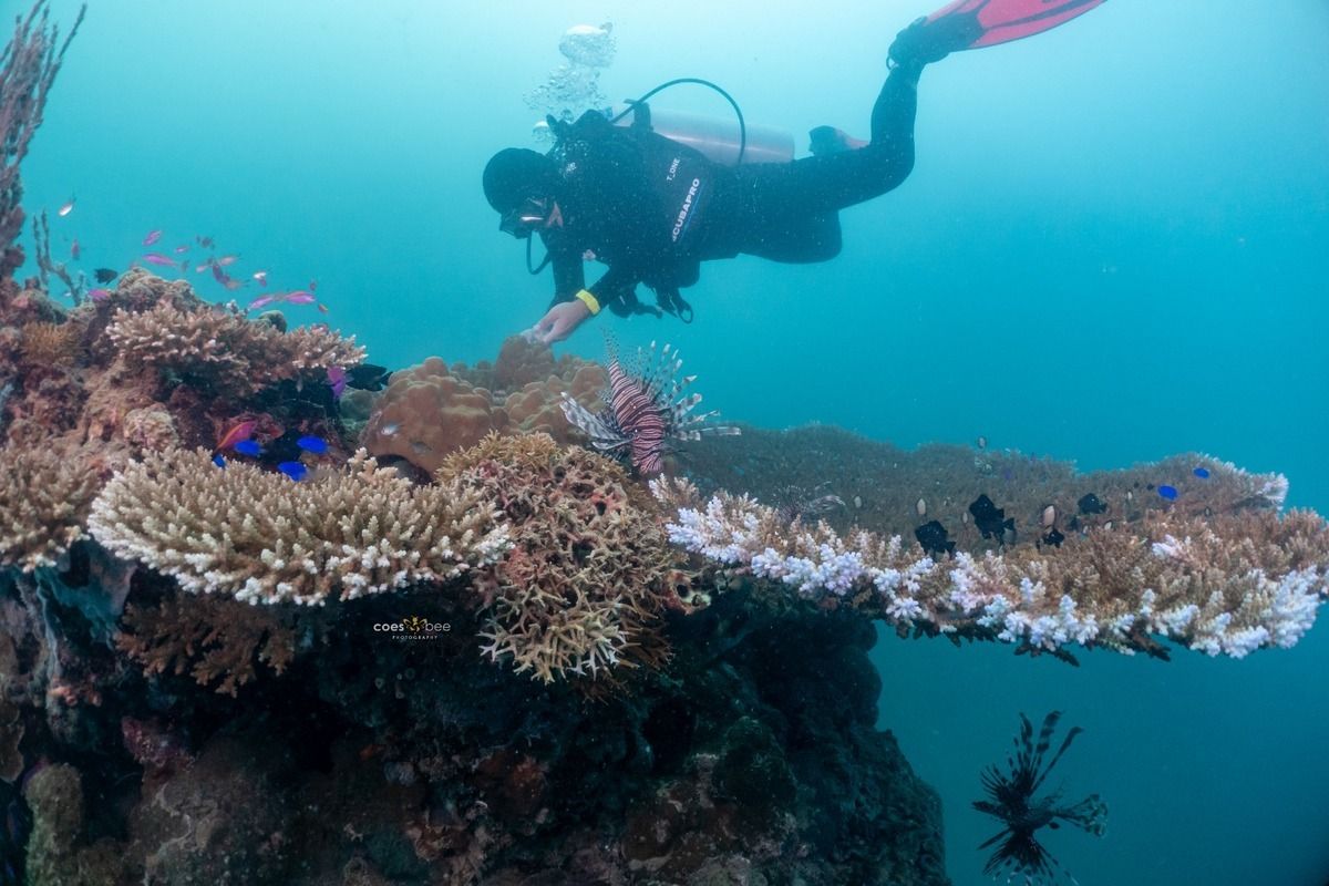 Perairan Habitat Hiu Paus Botubarani Didominasi Karang Keras