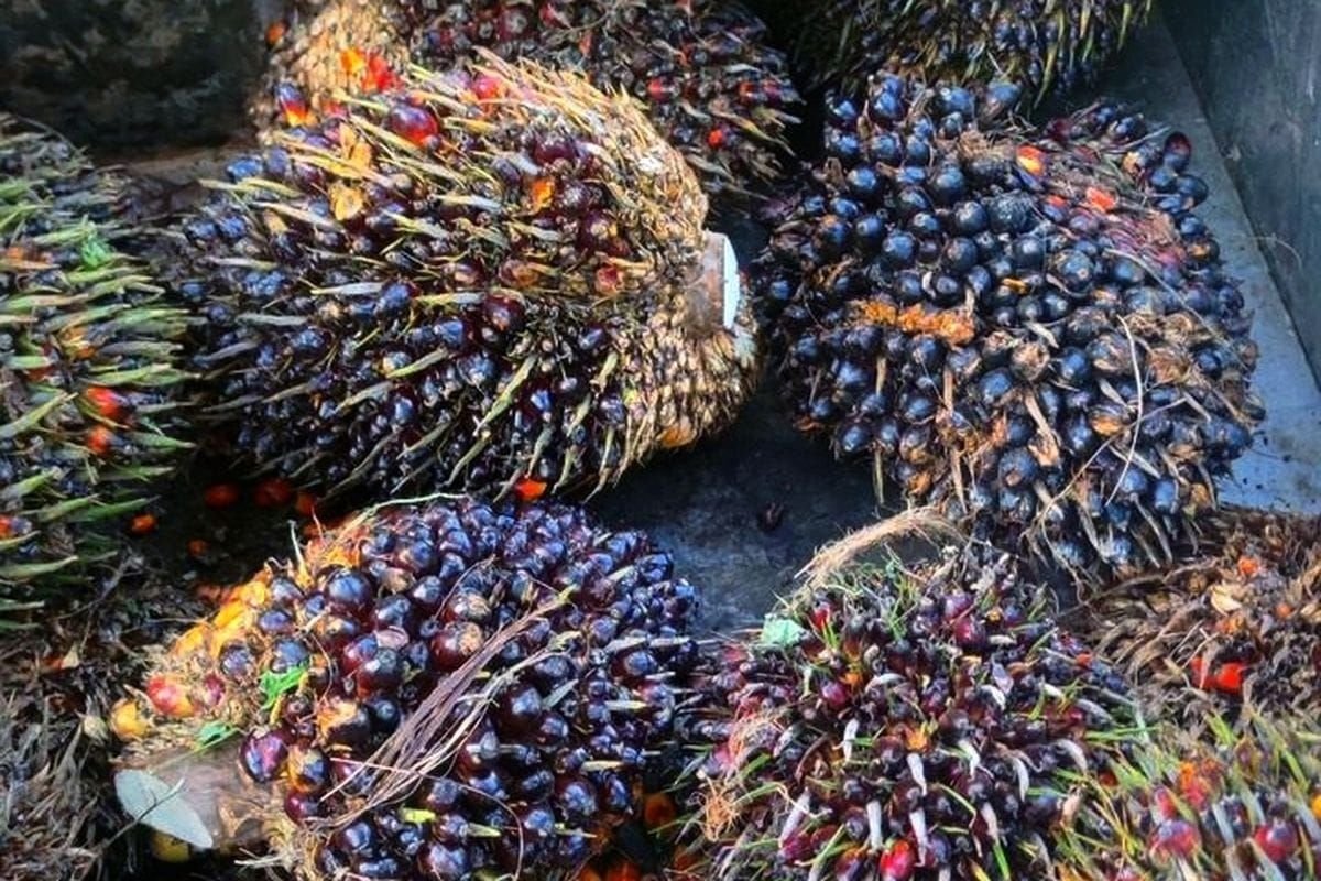 Kompleksitas Sawit di Tesso Nilo adalah Buah Ketidaktegasan Pemerintah