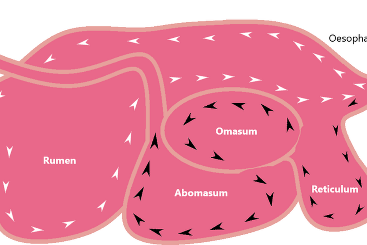 4 Lambung Hewan Ruminansia: Rumen