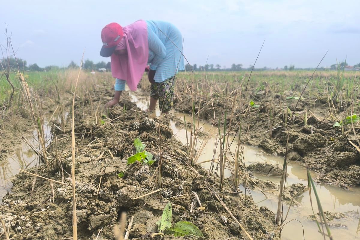 3 Kali Gagal Tanam Tembakau Akibat Kemarau Basah di Pamekasan
