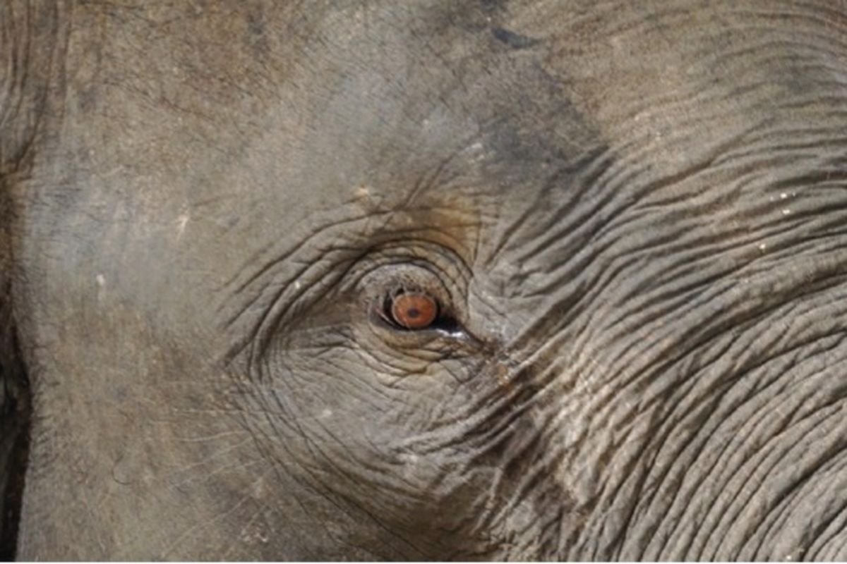 Jangan Lakukan 2 Hal Ini saat Bertemu Gajah Liar jika Kamu Ingin Selamat