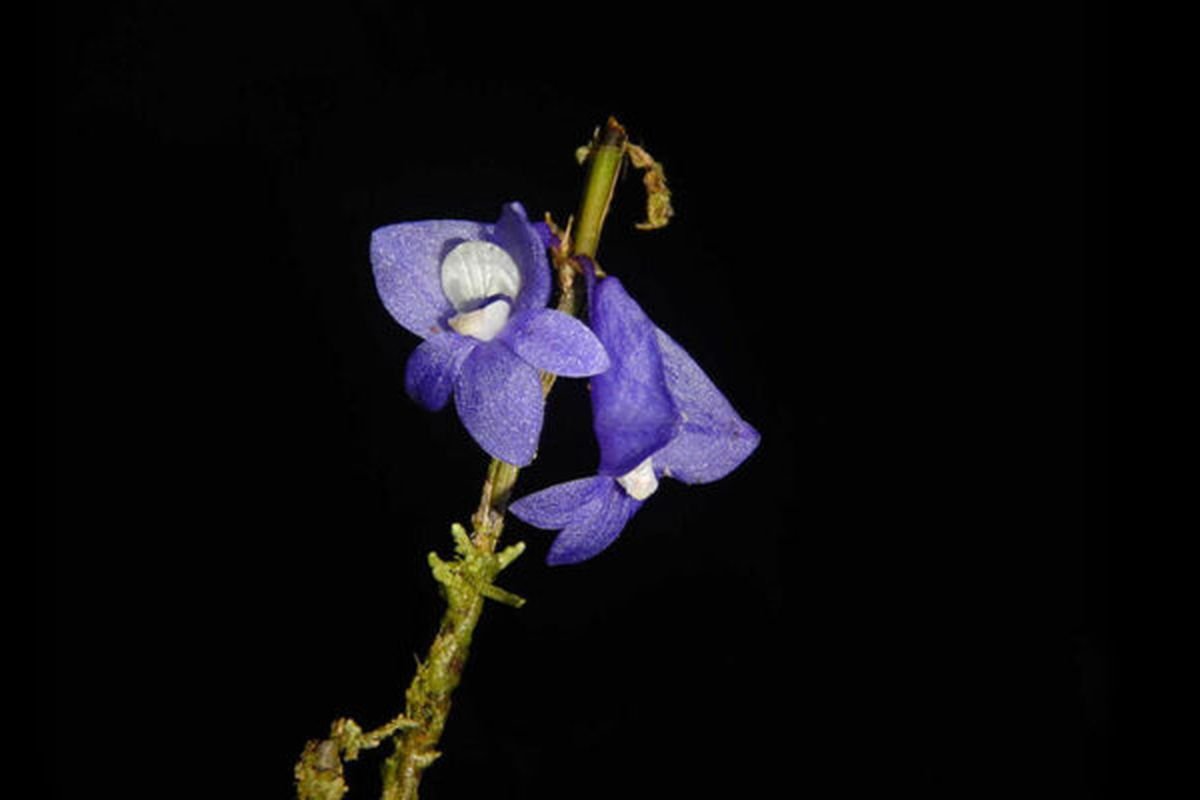Anggrek Biru