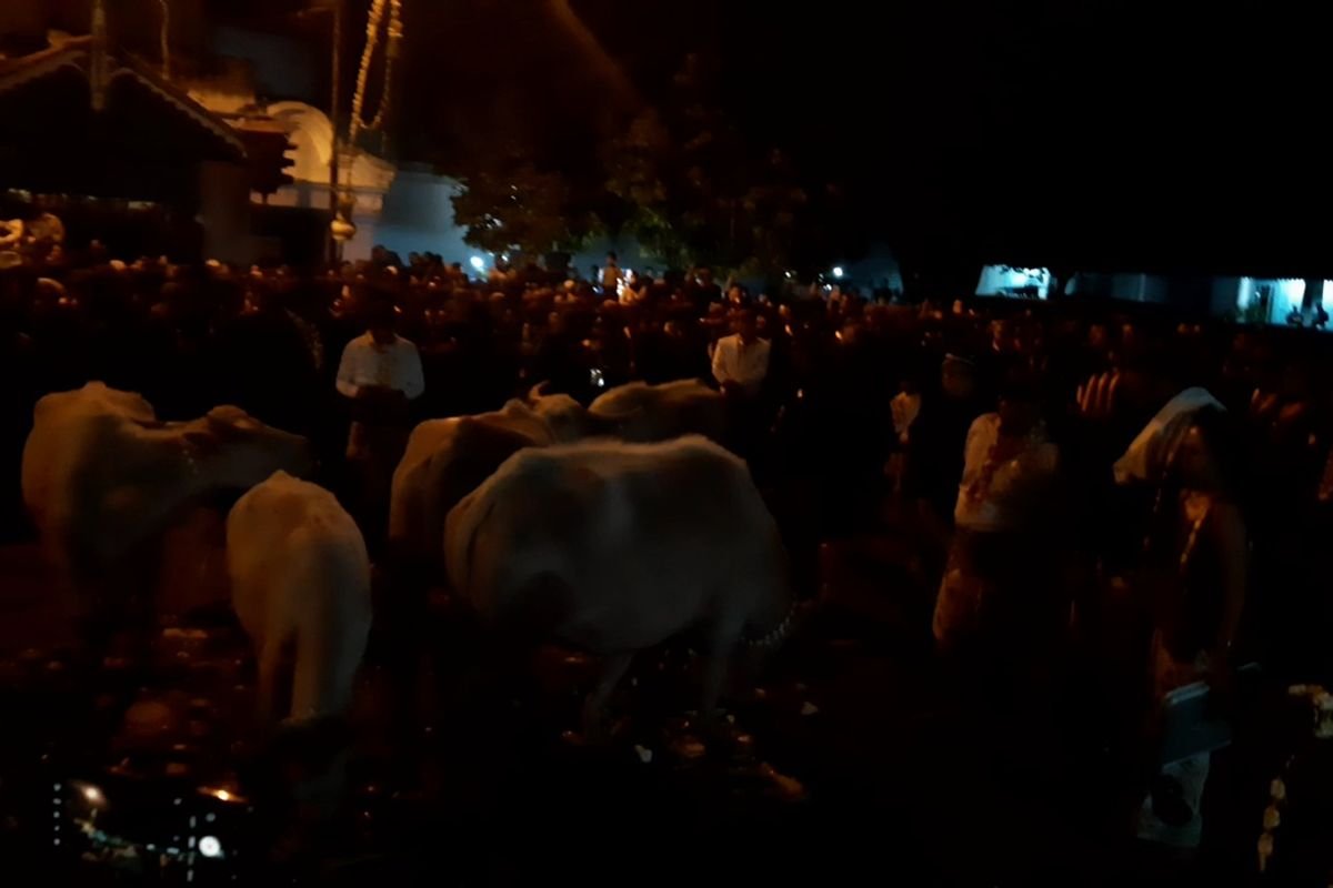 5 Kerbau Kiai Slamet Jadi Cucuk Lampah Kirab Pusaka Malam 1 Suro Keraton Solo