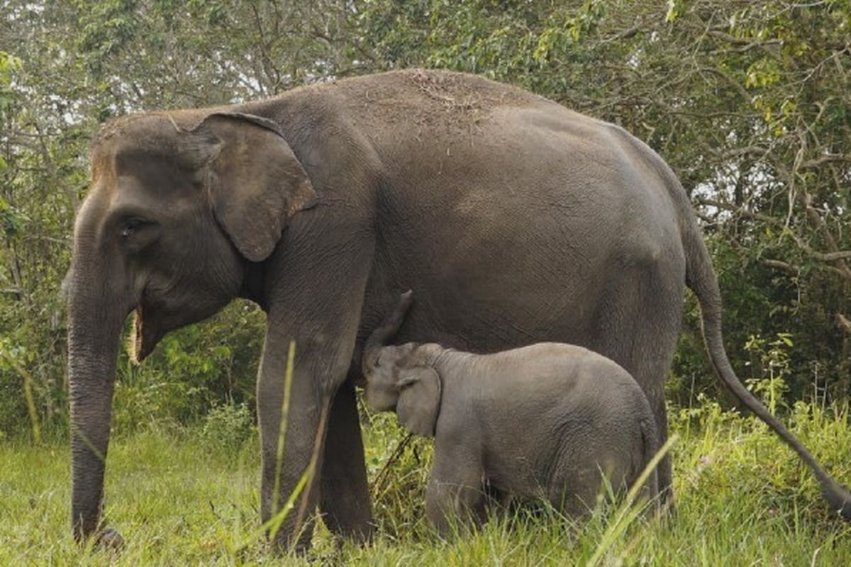 Gajah Tak Bisa Melompat tapi Berlari Kencang dan Mampu Memanjat Tebing
