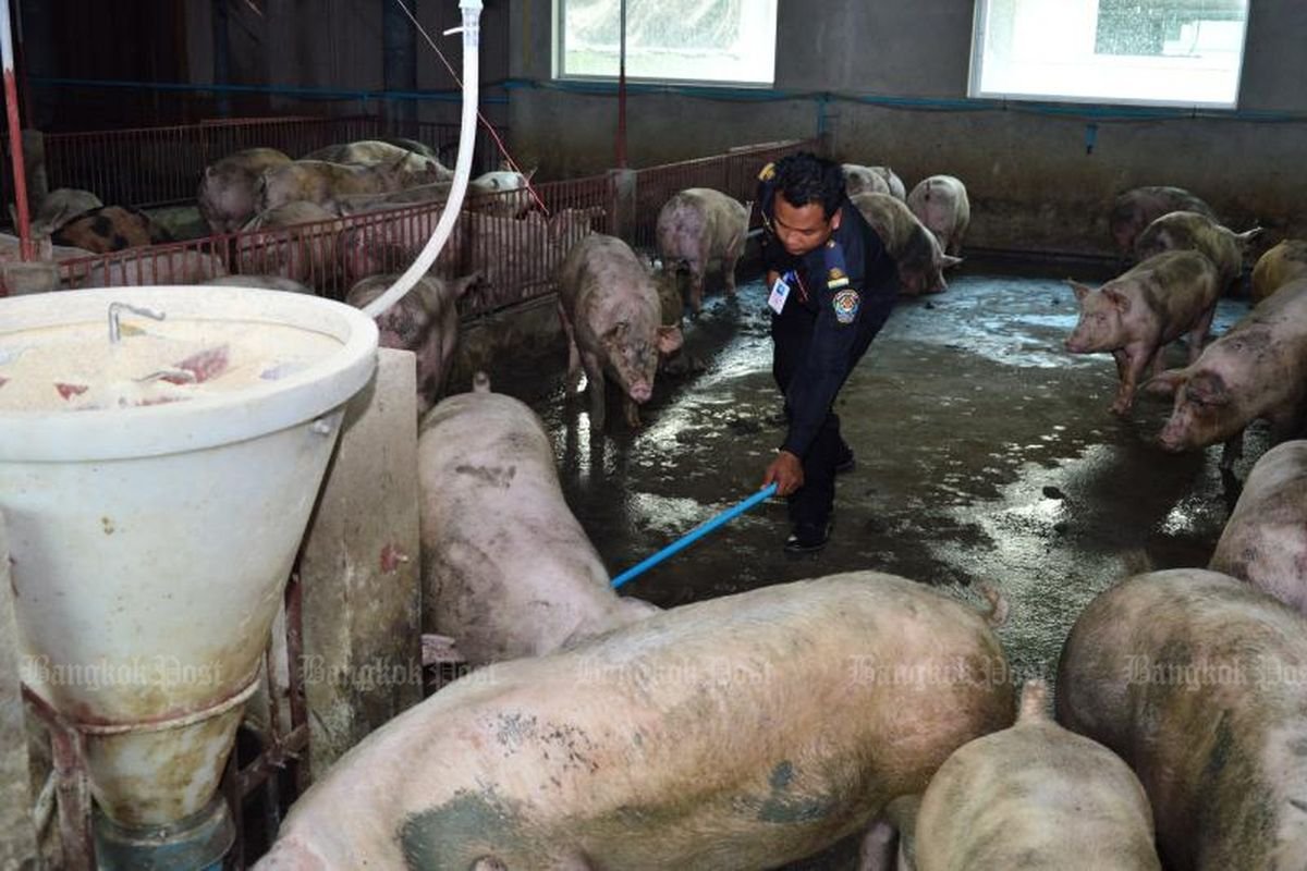 Pemkab Jepara Didorong Objektif soal Investasi Peternakan Babi Rp 10 T
