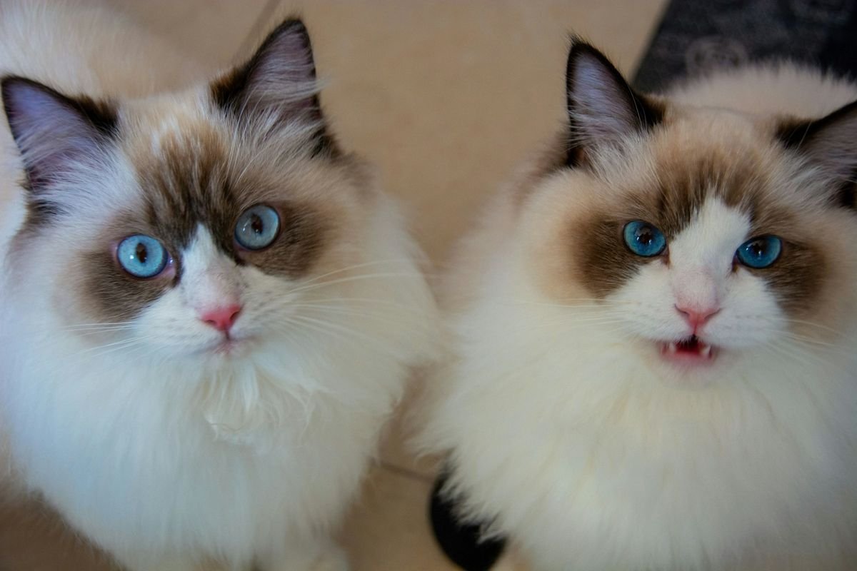 8 Ras Kucing Bermata Biru Paling Menawan