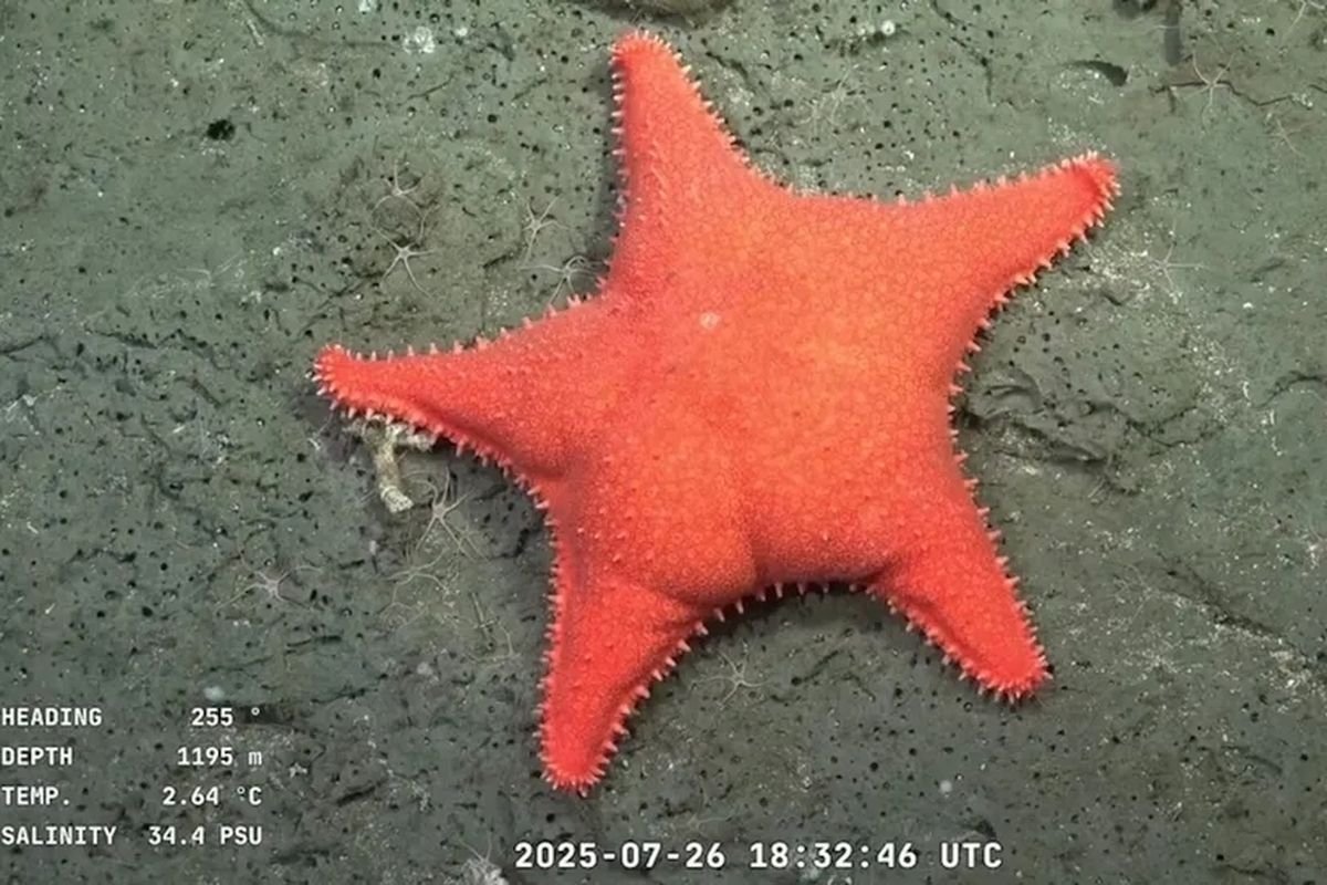 Bintang Laut Bokong Besar dan Si Ubi Ungu Kecil Ditemukan di Laut Dalam Argentina